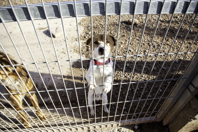 Dog Fence Installation