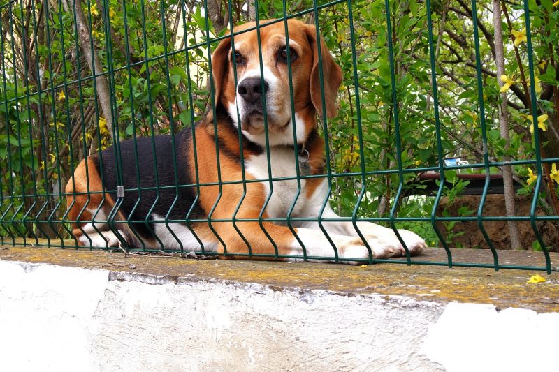 Dog Fence Installation