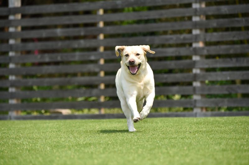 Dog Running Along Fence