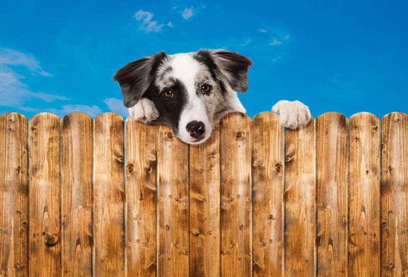 Dog Fence Materials